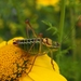 Zimmer's Bright Bush-Cricket - Photo (c) silk128, some rights reserved (CC BY), uploaded by silk128