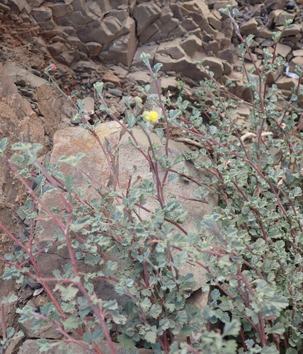Image of Hermannia desertorum by (c) Nicola van Berkel, some rights reserved (CC BY-SA)