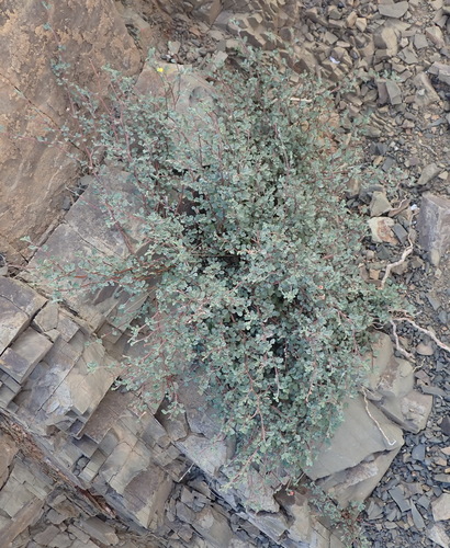 Image of Hermannia desertorum by (c) Nicola van Berkel, some rights reserved (CC BY-SA)