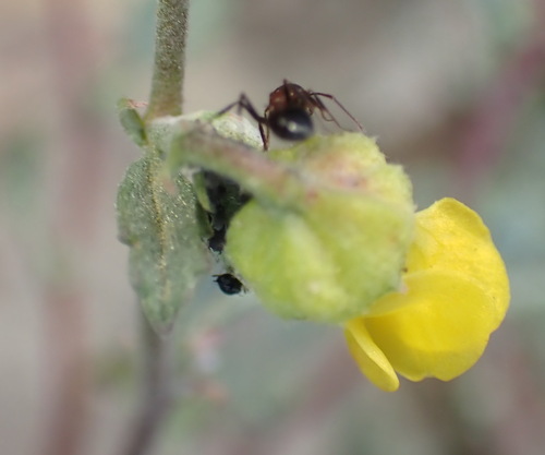 Desert Dollsrose (Hermannia desertorum)