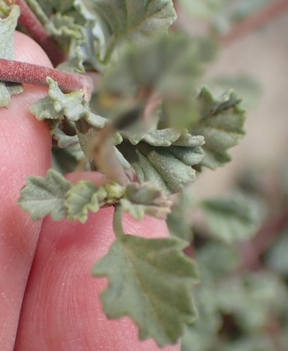 Image of Hermannia desertorum by (c) Nicola van Berkel, some rights reserved (CC BY-SA)