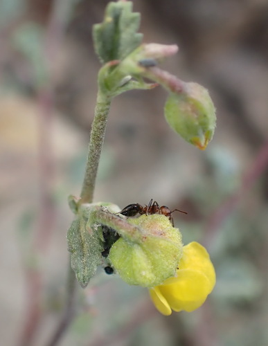 Image of Hermannia desertorum by (c) Nicola van Berkel, some rights reserved (CC BY-SA)