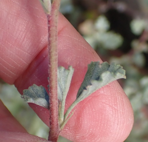 Image of Hermannia desertorum by (c) Nicola van Berkel, some rights reserved (CC BY-SA)