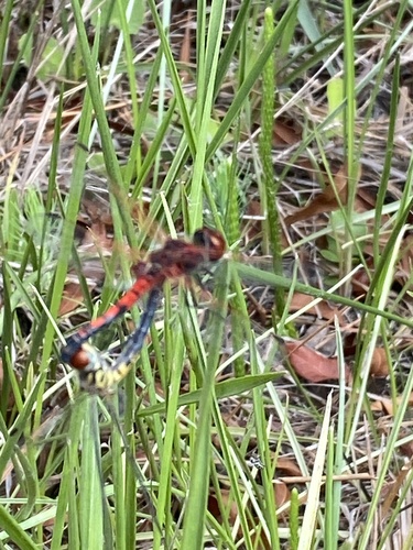 Red-veined Pennant photo 5