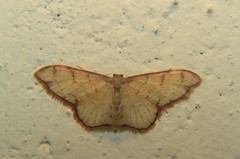 Idaea protensa