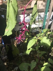 Phytolacca americana