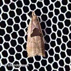 Helcystogramma hibisci