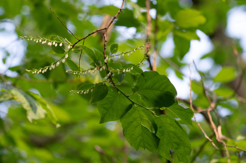 Image of Lyonia ovalifolia by (c) WATANABE Hitoshi 渡辺仁, some rights reserved (CC BY)