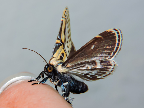 Hieroglyphic Moth