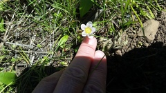 Hesperochiron pumilus