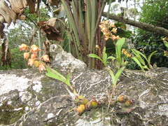 Polystachya sandersonii