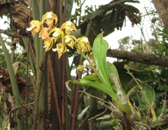 Polystachya sandersonii