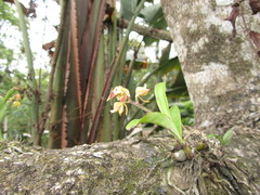 Polystachya sandersonii
