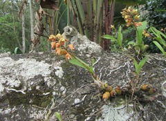 Polystachya sandersonii