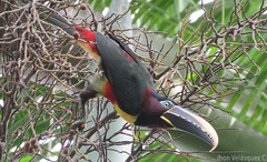 Chestnut-Eared Aracari photo 5