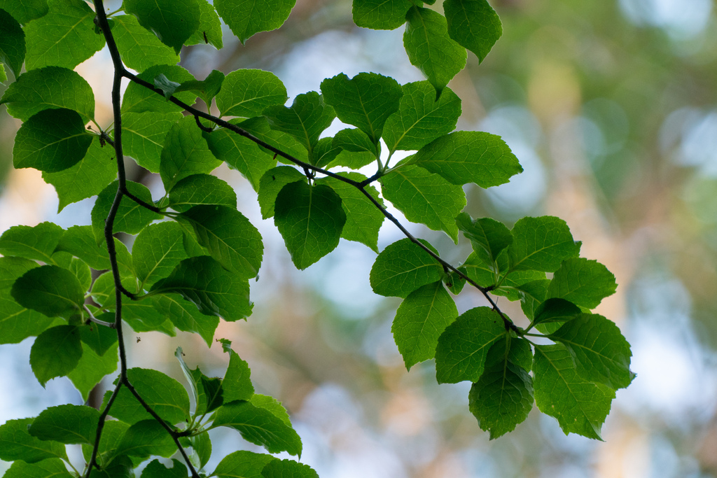 Nhựa ruồi rụng lá – Ilex macropoda