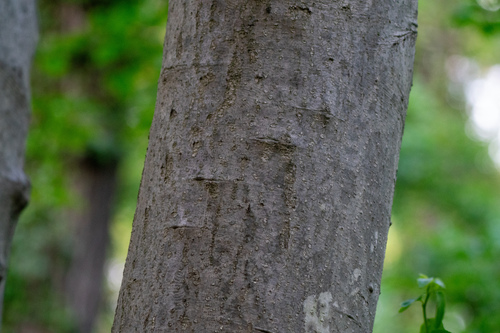 Ilex macropoda, photograph 5
