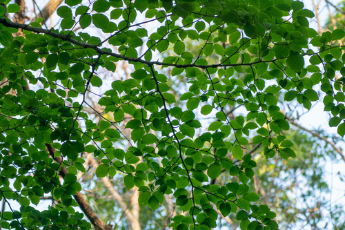 Image of Ilex macropoda by (c) WATANABE Hitoshi 渡辺仁, some rights reserved (CC BY)