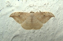 Drepaninae