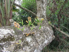 Polystachya sandersonii