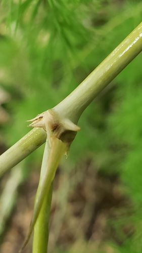 Asparagus macowanii image