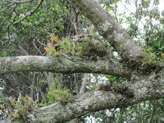 Polystachya sandersonii