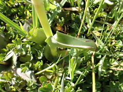 Dactylorhiza elata image