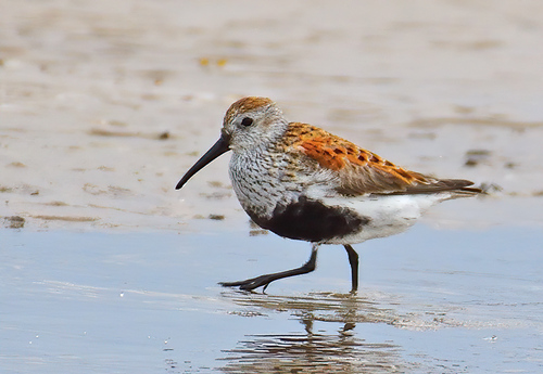 Foto de Dunlin