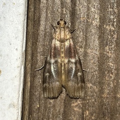 Euzophera ostricolorella