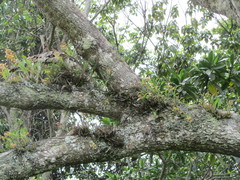 Polystachya sandersonii