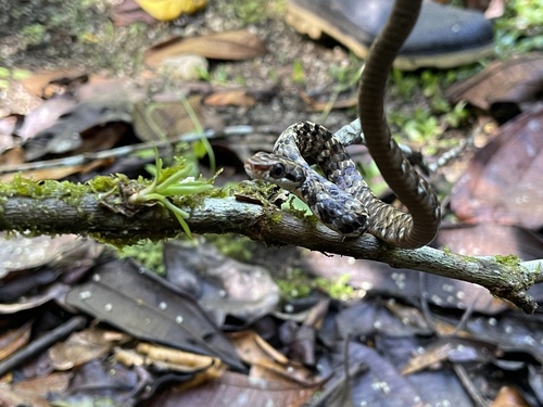 Ecuador Sipo