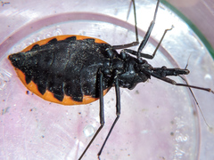 Triatoma gerstaeckeri