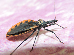 Triatoma gerstaeckeri
