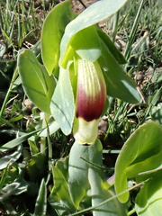 Cerinthe major image