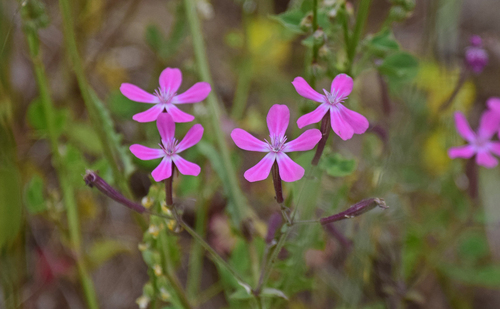 Silene integripetala