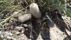 Mammillaria pottsii