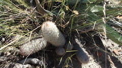 Mammillaria pottsii