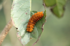 Eterusia aedea formosana