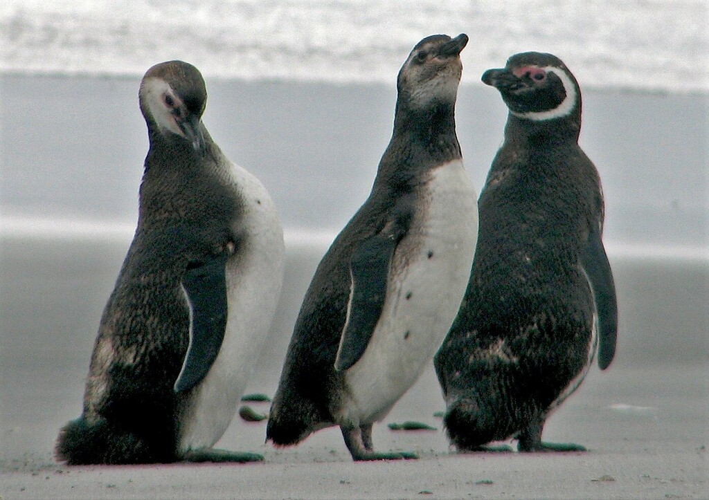 Three young Magellanic penguins standing together on a sandy beach in the Falkland Islands