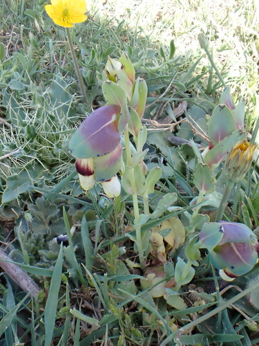 Cerinthe major image