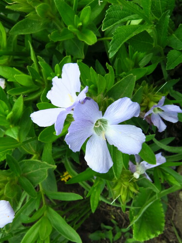 Image of Barleria monticola by no rights reserved