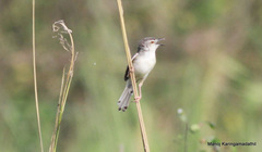 Prinia inornata
