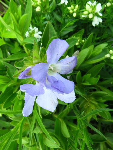 Image of Barleria monticola by no rights reserved