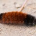 Isabella Tiger Moth - Photo (c) Bob Burns, some rights reserved (CC BY-NC), uploaded by Bob Burns