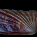Carditamera affinis - Photo (c) Bill Gracey,  זכויות יוצרים חלקיות (CC BY-NC-ND)