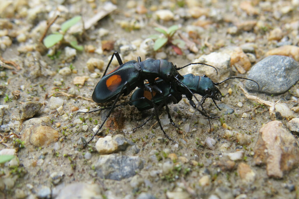 Pseudoxycheila andina