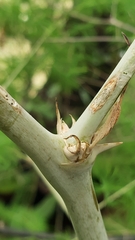 Asparagus macowanii image