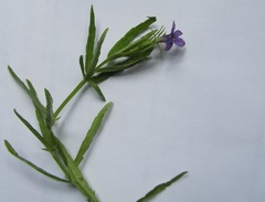Monopsis stellarioides
