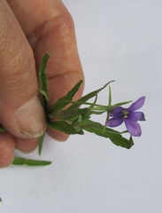 Monopsis stellarioides