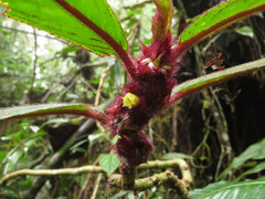 Columnea purpurata